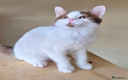 British Shorthair cats for sale: British Shorthair kittens  - Image 1