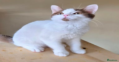 British Shorthair cats - Advert 6
