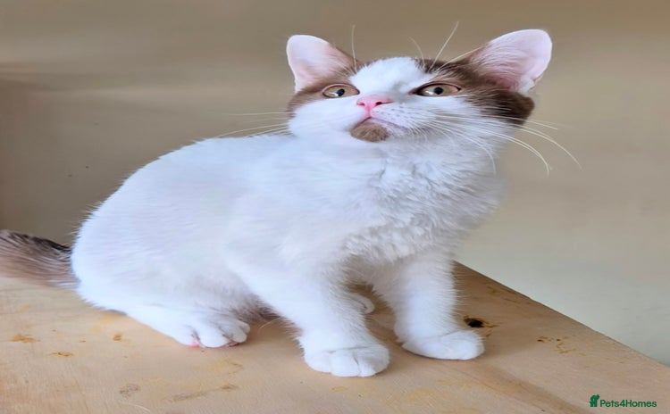 British Shorthair cats - Advert 15