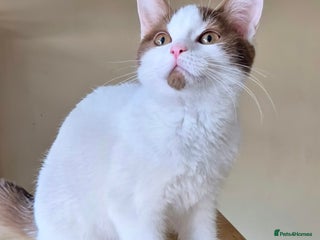 British Shorthair cats - Advert 4