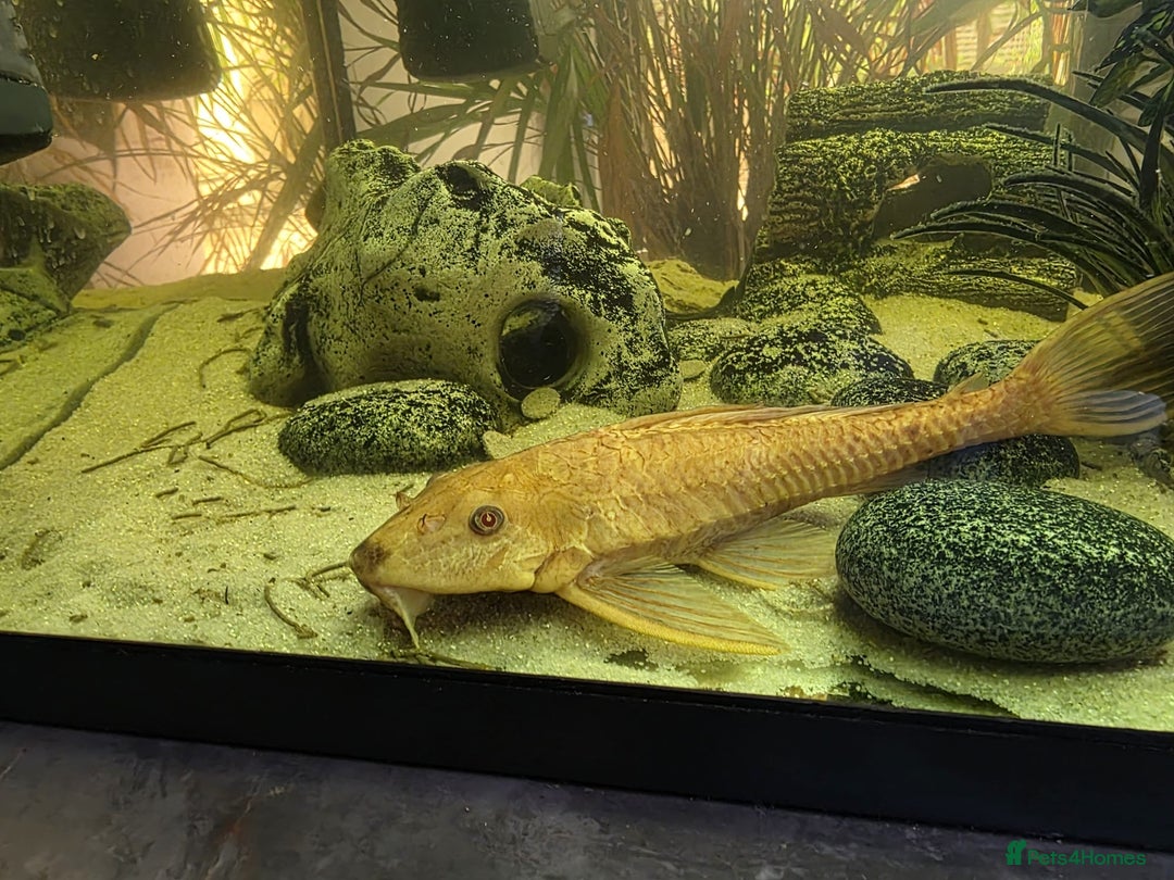 Plecos fish for sale: Albino and Black plecos need new home - Image 7
