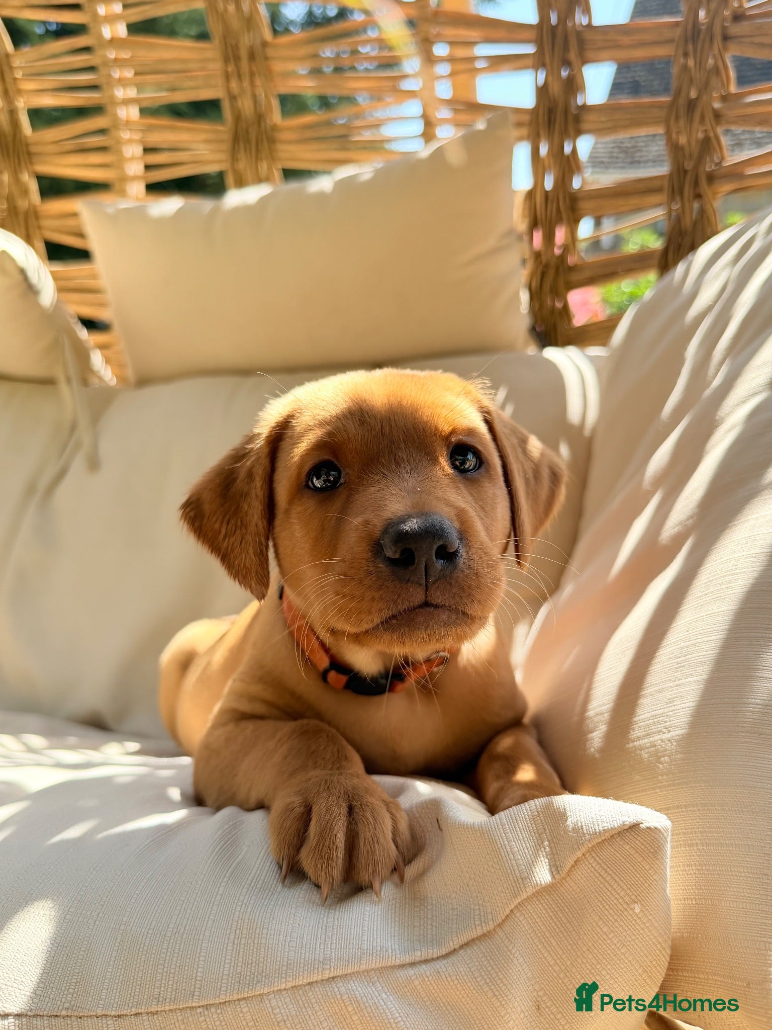 Labrador Retriever dogs 🐾Outstanding KC Fox Red Lab Puppies🐾 - Advert 3