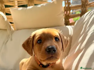 Labrador Retriever dogs 🐾Outstanding KC Fox Red Lab Puppies🐾 - Advert 3