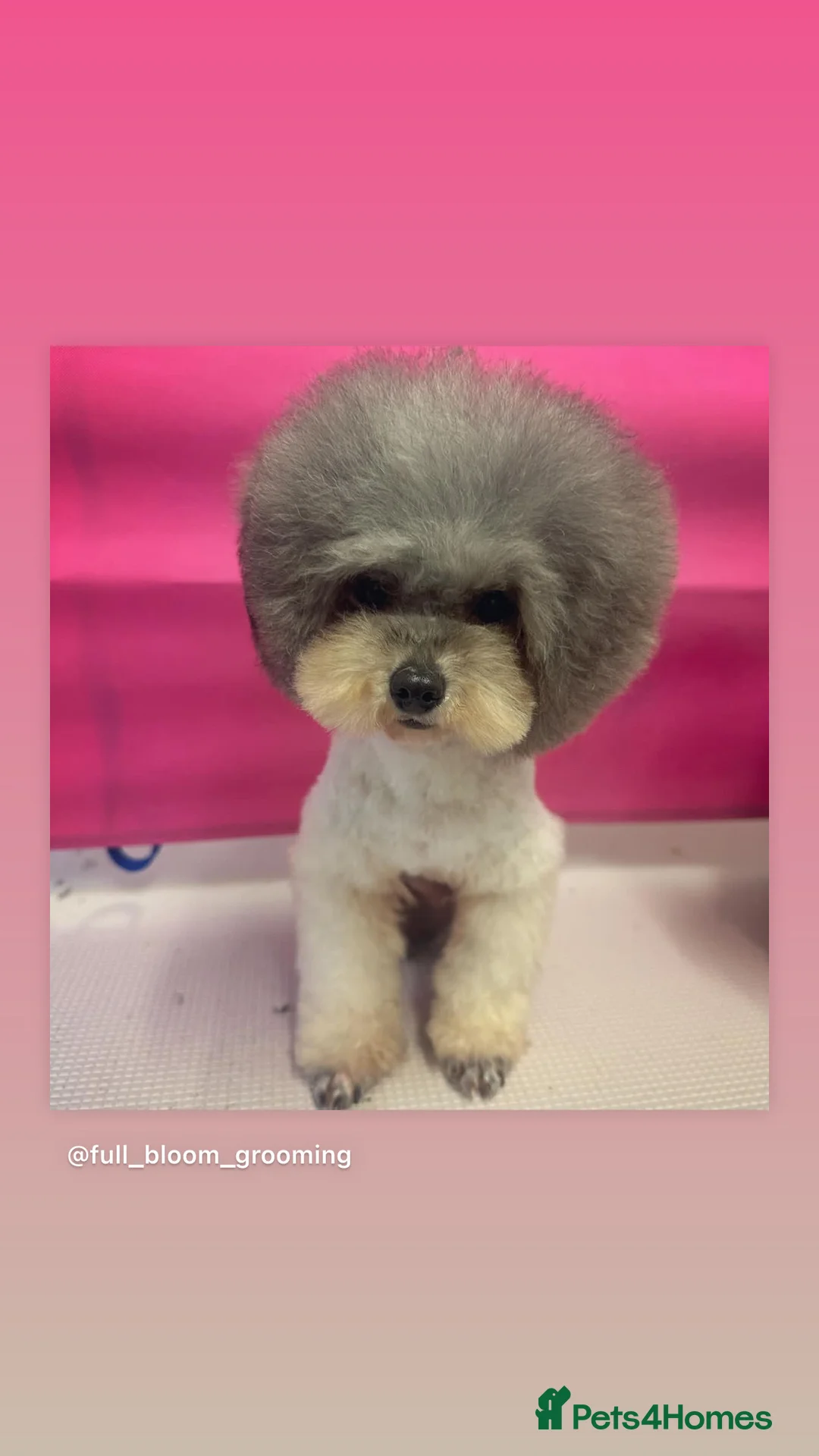 Toy Poodle dogs for stud: 7.5inch Toy HEALTH TESTED ASIAN IMPORT in Guildford - Advert 6