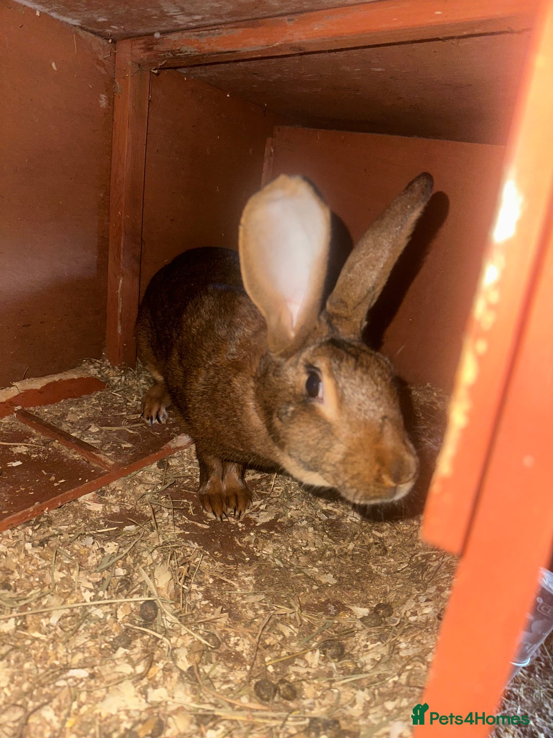 Belgian Hares rabbits for sale: Belgian hares for sale  - Advert 2