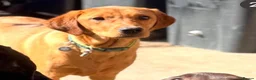 Labrador Retriever dogs for sale: Labrador pup sealing forever loving home - Advert 3