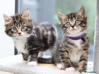 Mixed Breed cats Tabby Kittens Ready Soon - Advert 4