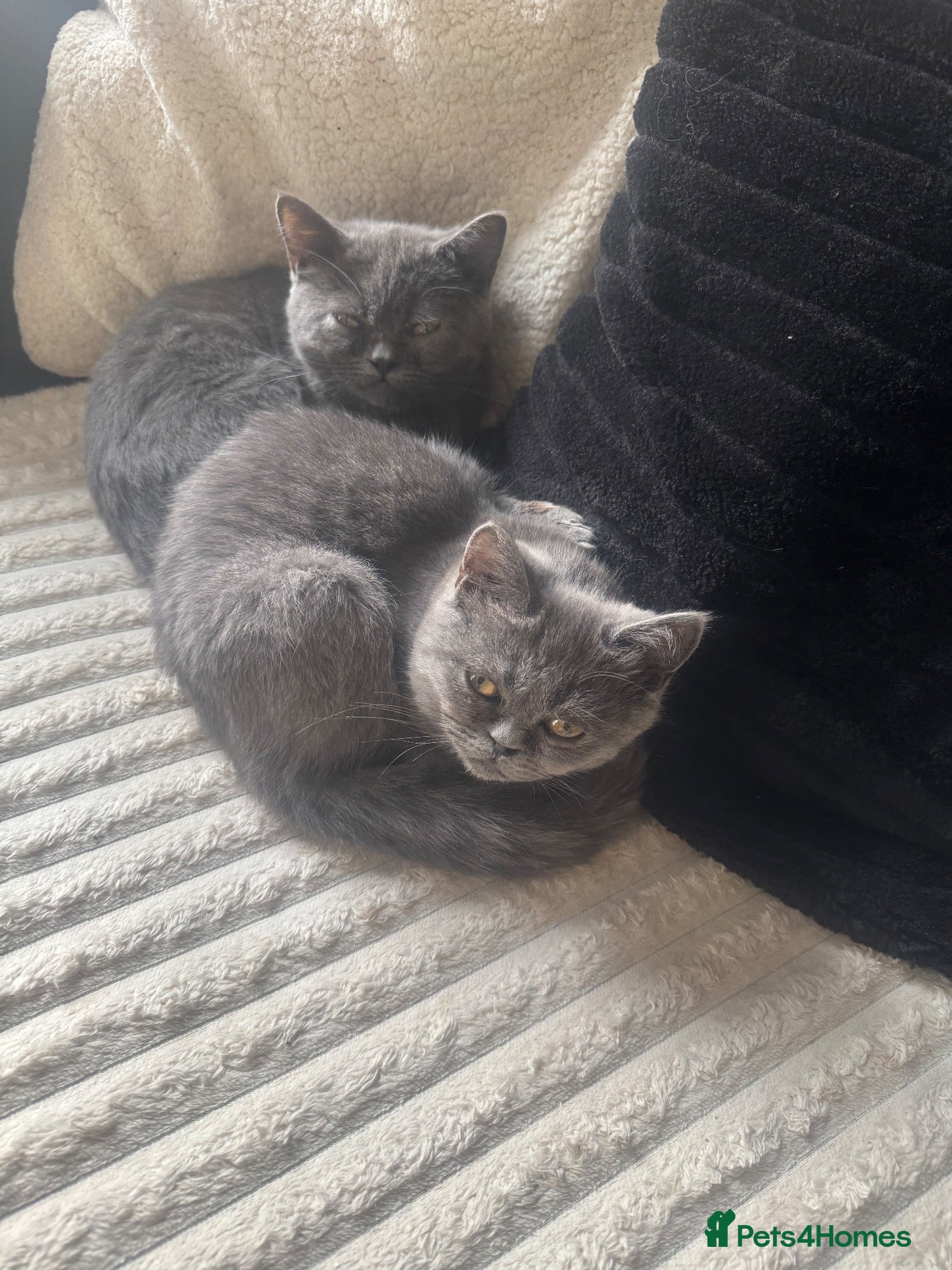 Persian cats 2 British blue persian kittens for sale  - Advert 13
