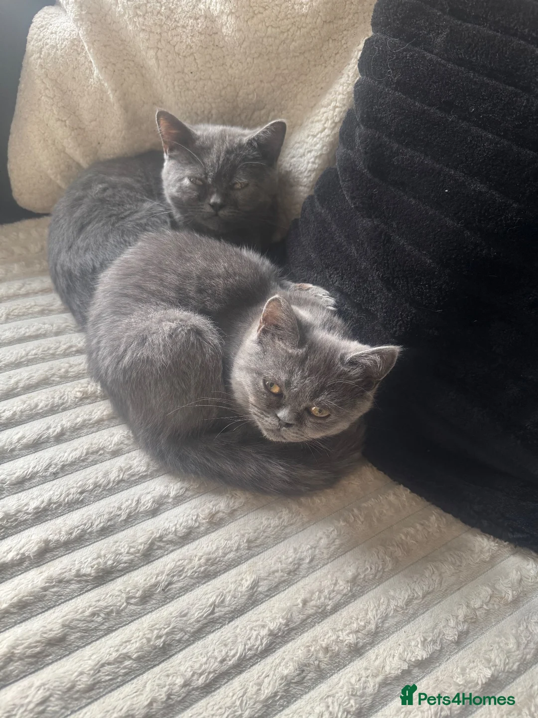 Persian cats for sale: 2 British blue persian kittens for sale  - Advert 1
