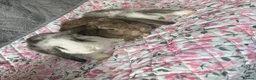 Mixed Breed rabbits for sale: Rabbits - lops  - Advert 4
