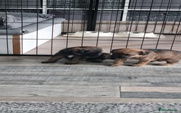 Border Terrier dogs for sale: Border Terrier Pups - Image 11