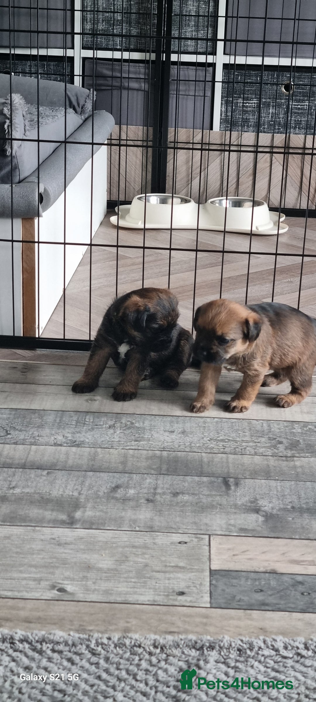 Border Terrier dogs for sale: Border Terrier Pups - Image 11