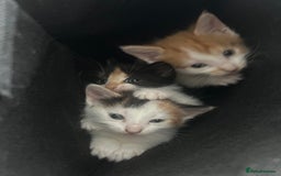 British Shorthair cats for sale: 4 Beautiful babies looking for there forever homes - Image 17