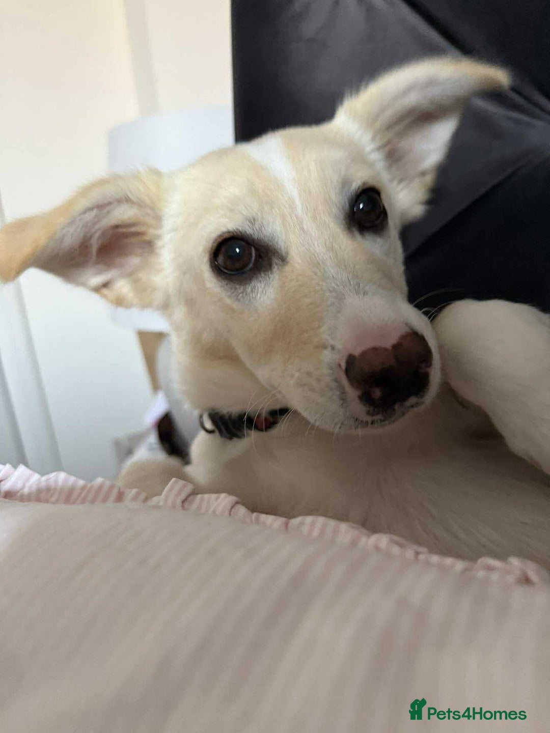 Mixed Breed dogs for adoption: ❤️🐾 Snoopy 🐾❤️ - Advert 1