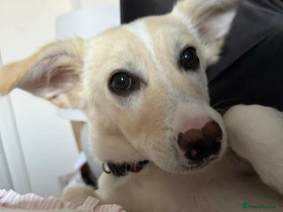 Mixed Breed dogs ❤️🐾 Snoopy 🐾❤️ - Advert 1