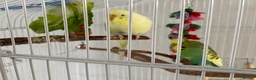 Budgerigars birds for sale: Pair of Budgies in Newbury - Advert 2