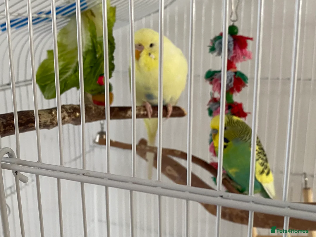 Budgerigars birds for sale: Pair of Budgies in Newbury - Advert 2
