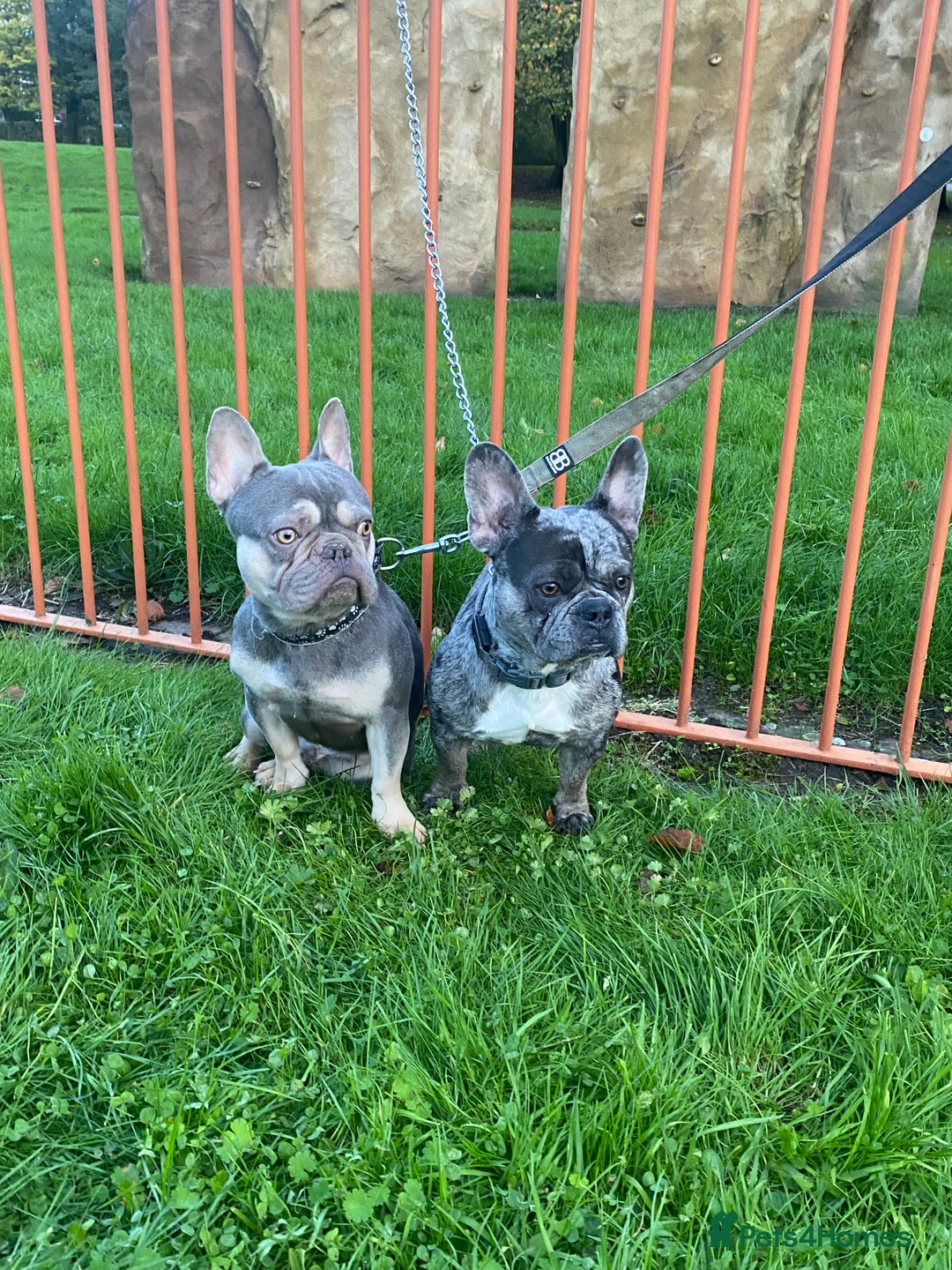 American Bulldog dogs for sale: Poppy and milo - Advert 1