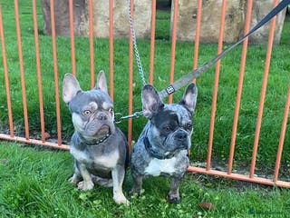 American Bulldog dogs Poppy and milo - Advert 7