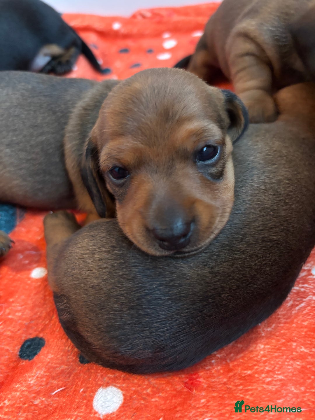 Miniature Dachshund dogs for sale: Miniature smooth hair dachshund puppies for sale - Advert 3