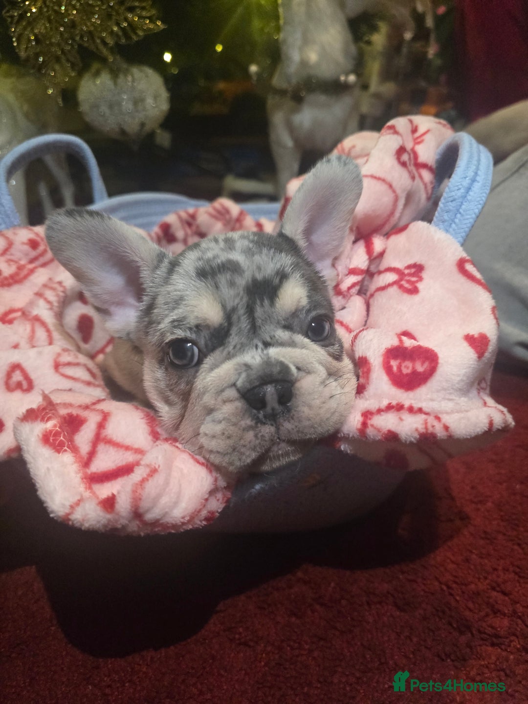 French Bulldog dogs for sale: French bulldog Puppy  😍 - Advert 12