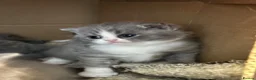 British Shorthair cats for sale: Stunning Blue British Shorthair Kittens  - Advert 6