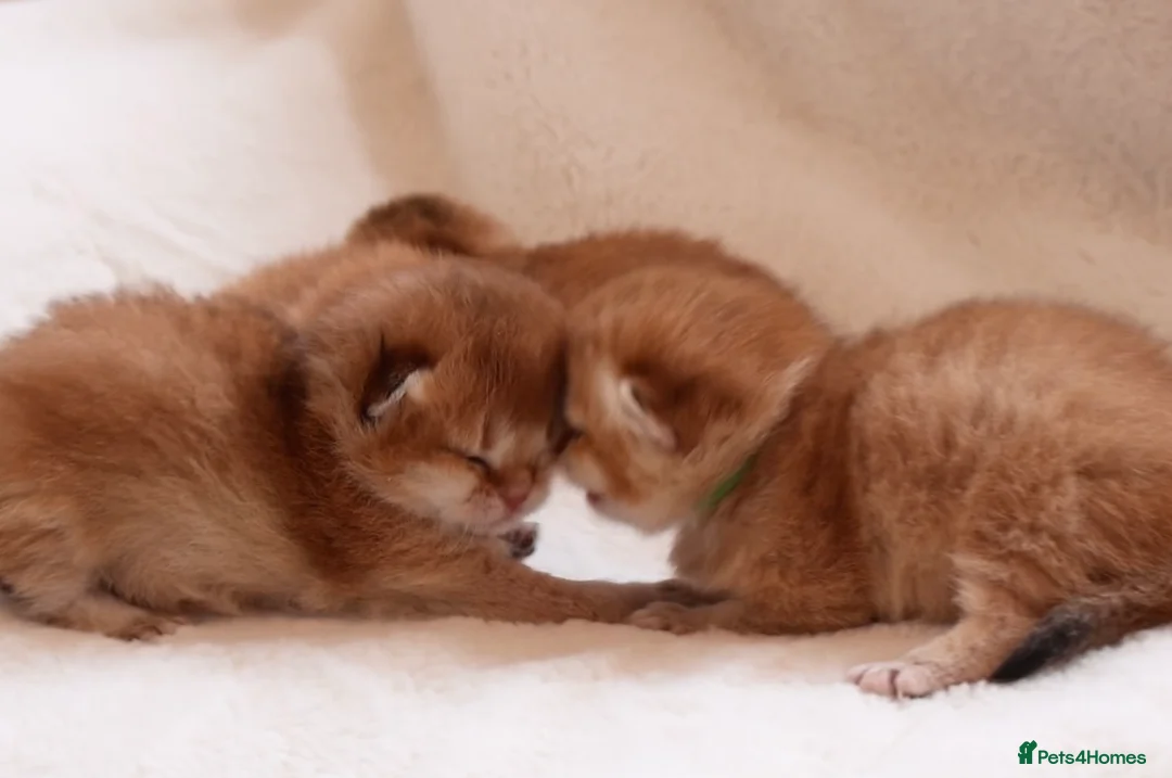 British Shorthair cats for sale: ✨Golden British shorthair babies ,ready in April ✨ in Upminster - Advert 2