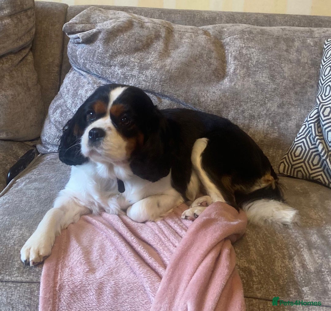 Cavalier King Charles Spaniel dogs for sale: Champion lines, heart/health tested, KC registered - Advert 1