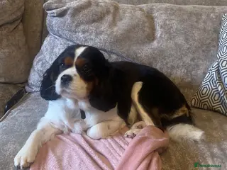 Cavalier King Charles Spaniel dogs Champion lines, heart/health tested, KC registered - Advert 2