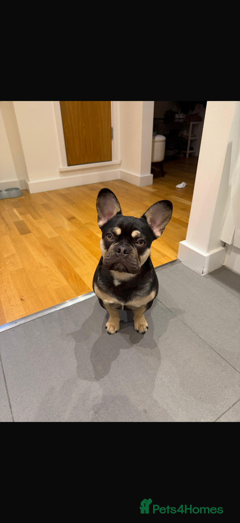 French Bulldog dogs 7 month old French Bulldog  - Advert 1