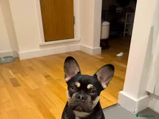 French Bulldog dogs 7 month old French Bulldog - Advert 1