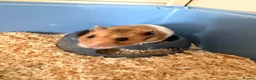 Hamster rodents for sale: Syrian Hamster with Large Cage and Toys - Advert 4