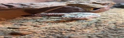 Leopard Gecko reptiles for sale: Leopard gecko for sale  in Luton - Advert 2