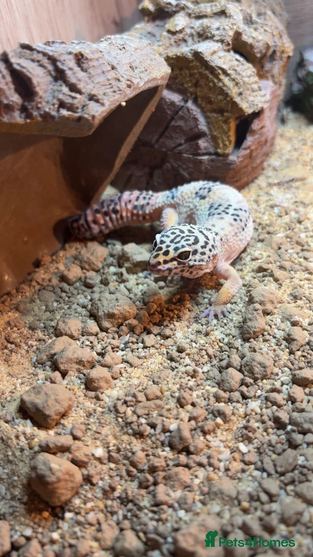 Leopard Gecko reptiles for sale: Leopard gecko for sale  in Luton - Advert 2