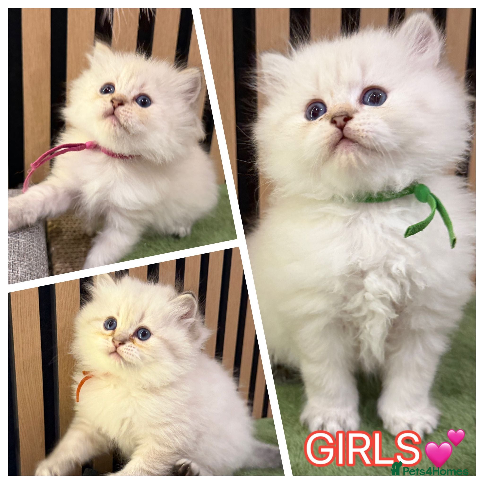 British Longhair cats PURE-Beautiful British kittens female long hair  - Advert 17