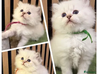 British Longhair cats PURE-Beautiful British kittens female long hair - Advert 17