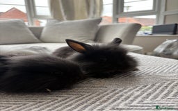 Mini Lion Lop rabbits for sale: Cuteness overload!! Mini lion head bunnies  - Image 4