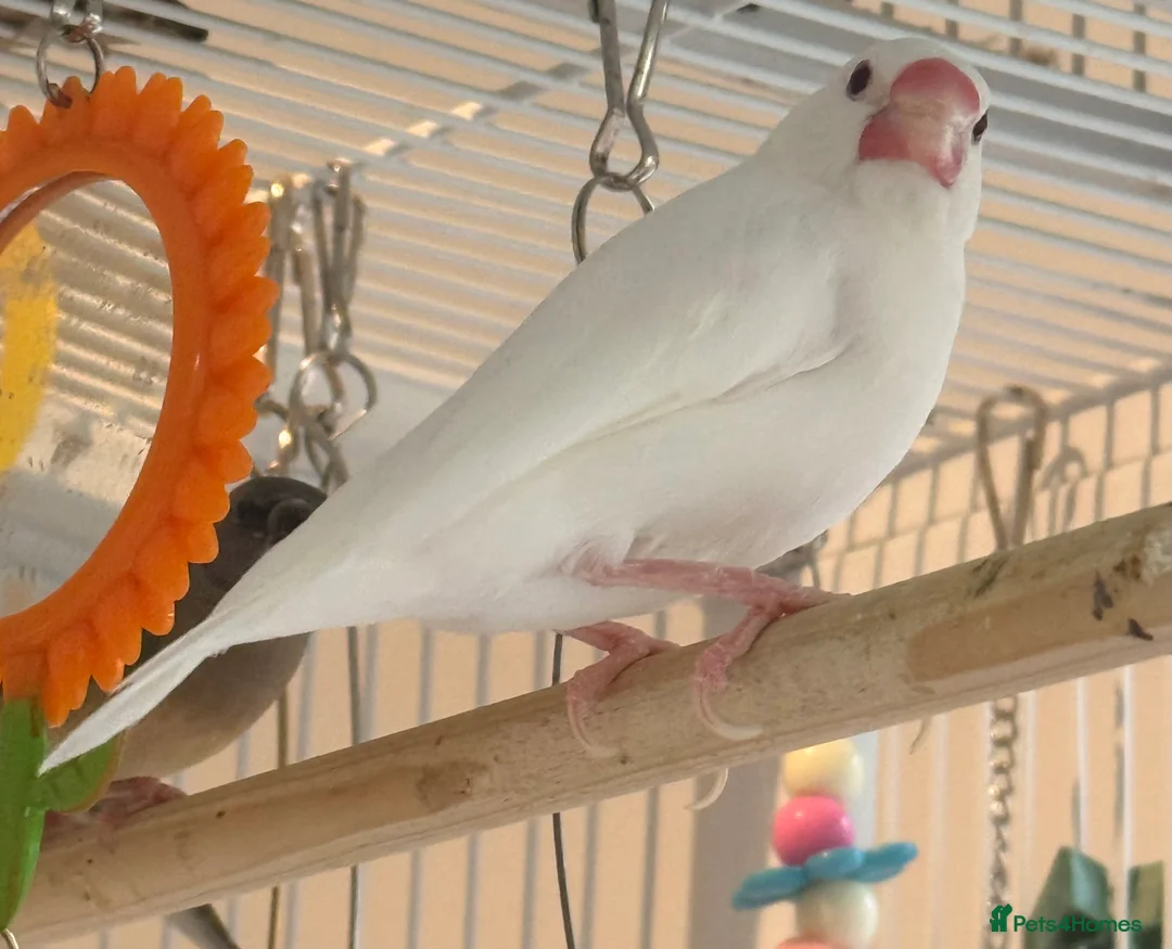 Budgerigars birds for sale: Bonded Pair 6 months old Java white sparrows  - Advert 3