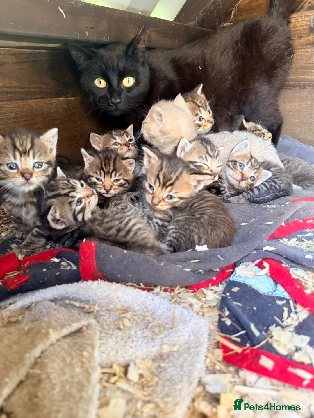 Mixed Breed cats for sale: British shorthair/Bengle litter - Advert 1