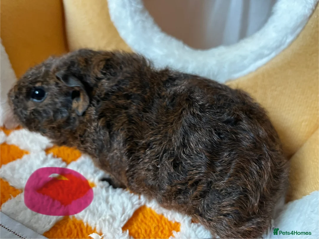 Guinea Pig rodents for sale: Baby Female & Male Guinea Pigs ( - Advert 6