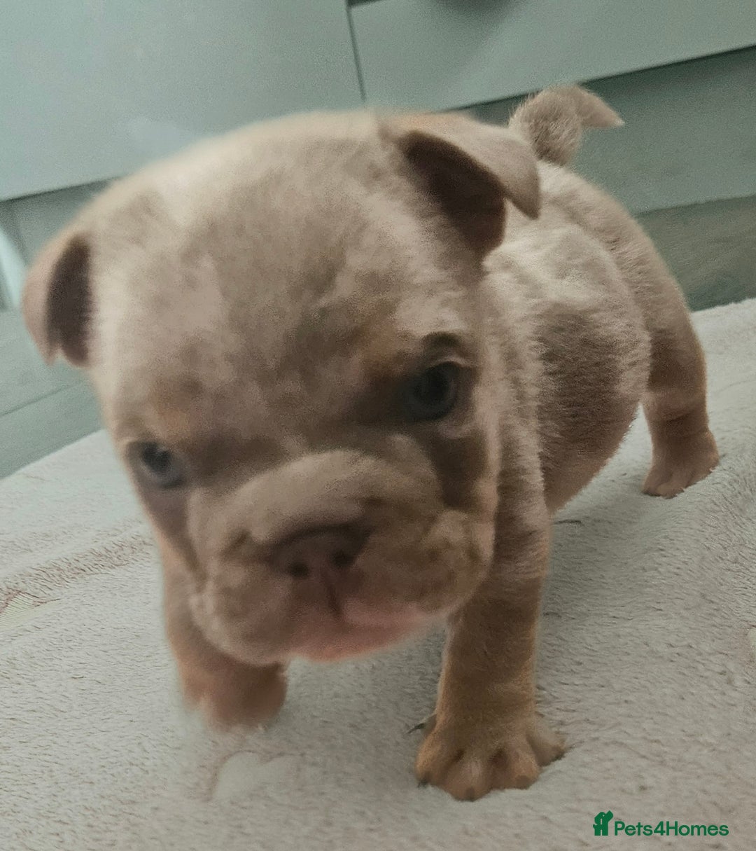 English Bulldog dogs for sale: Male tri lilac merle - Image 8