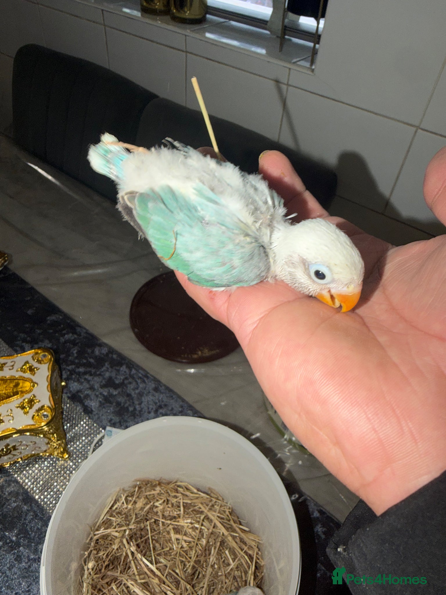 Lovebirds birds Baby lovebirds - Advert 2