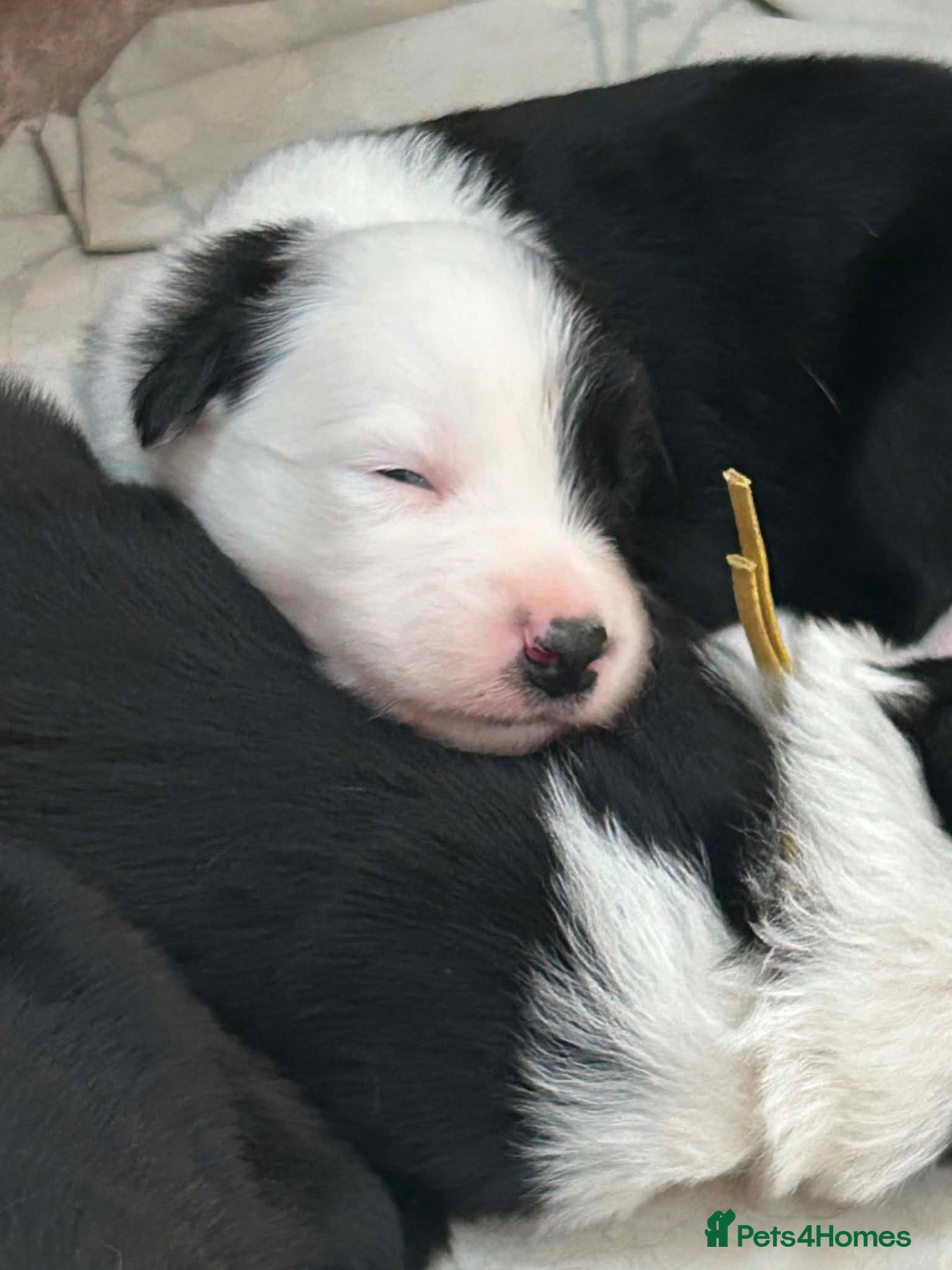 Border Collie dogs KC reg. Border Collie puppies!!! - Advert 2