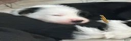 Border Collie dogs for sale: KC reg. Border Collie puppies!!! - Advert 2