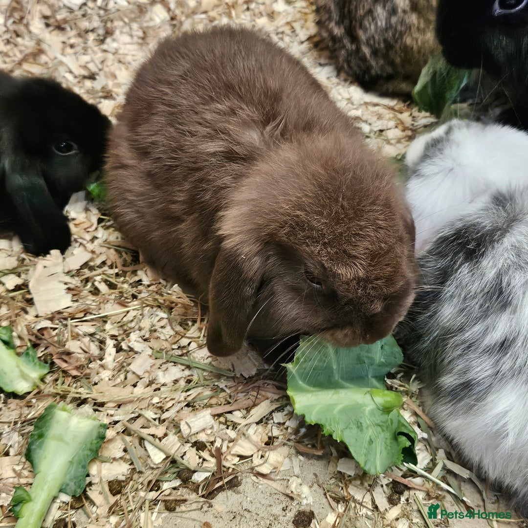 Dwarf Lop rabbits for sale: Therapy Bunny Pairs - Image 7