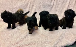 Yorkiepoo dogs for sale: Beautiful yorkipoo puppies - Image 5