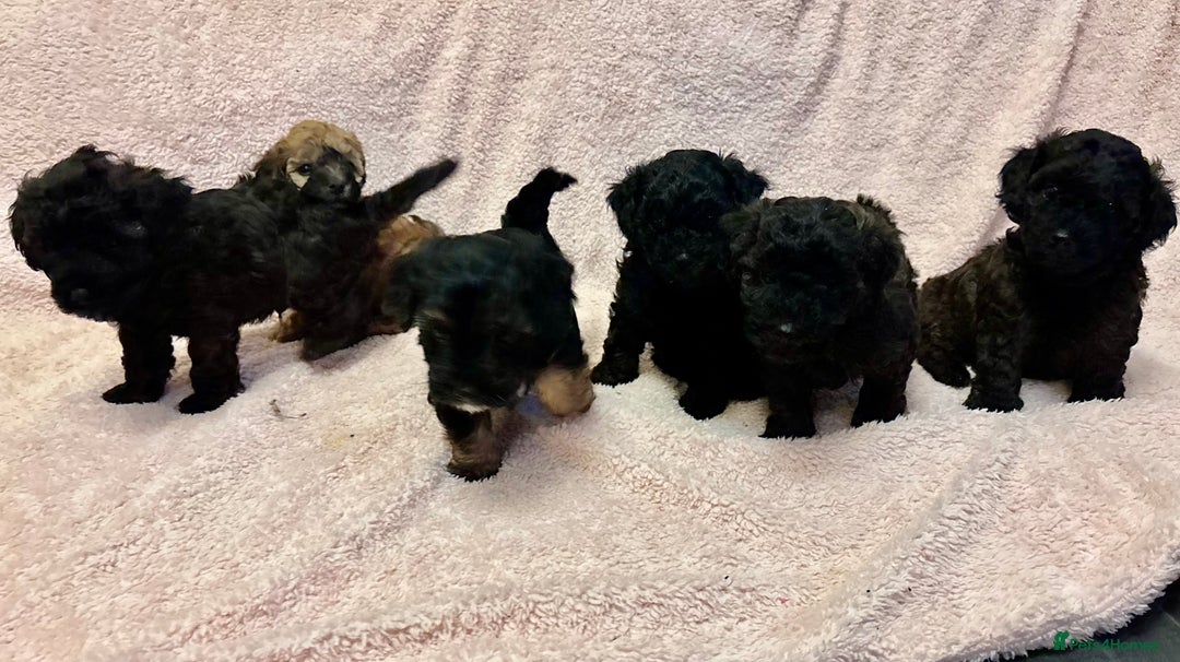 Yorkiepoo dogs for sale: Beautiful yorkipoo puppies - Image 5