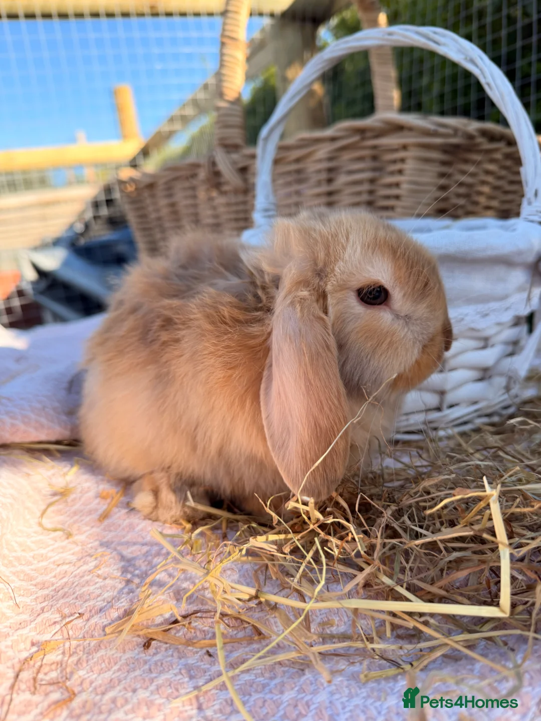 Mini Lop rabbits for sale: Mini Lop Babies  - Advert 31