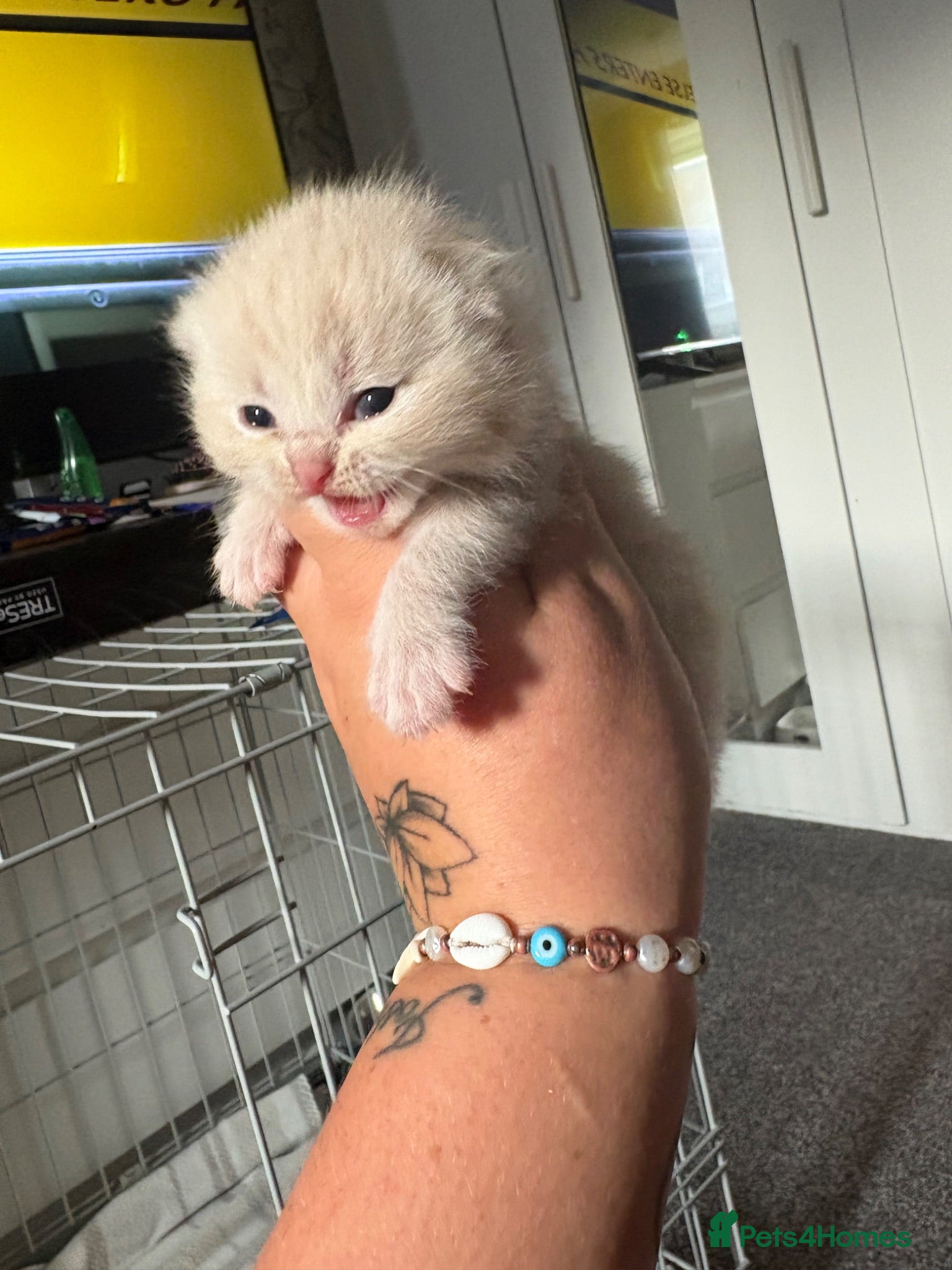 British Shorthair cats BHS babies  - Advert 3