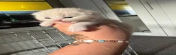 British Shorthair cats for sale: BHS babies  - Advert 1